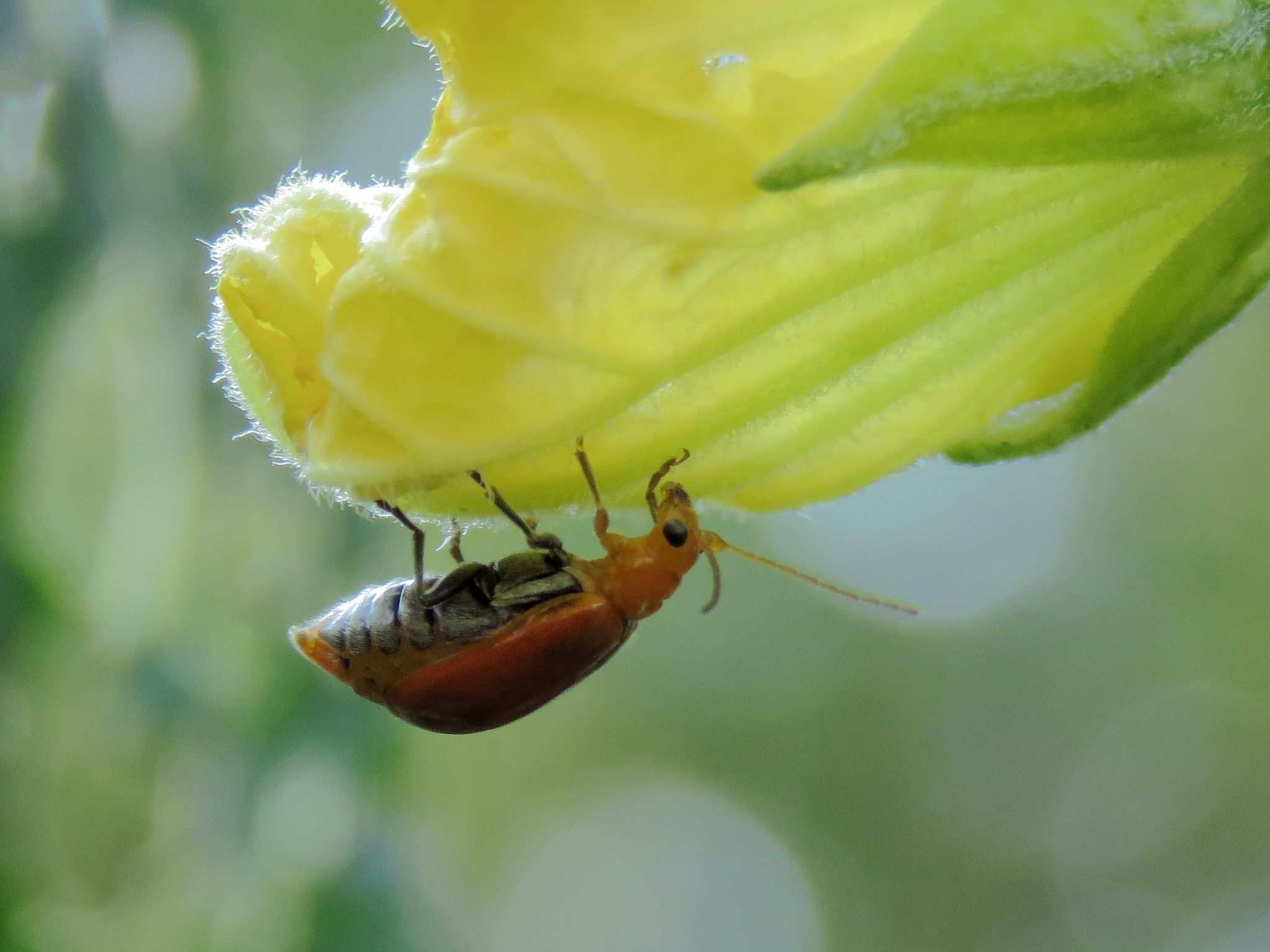 Aulacophora indica