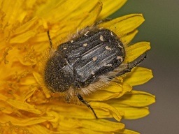Tropinota hirta