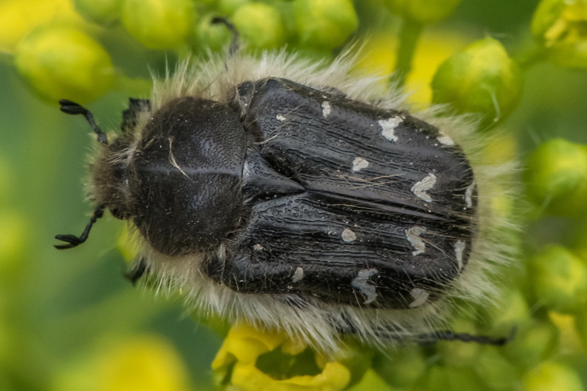 Tropinota hirta