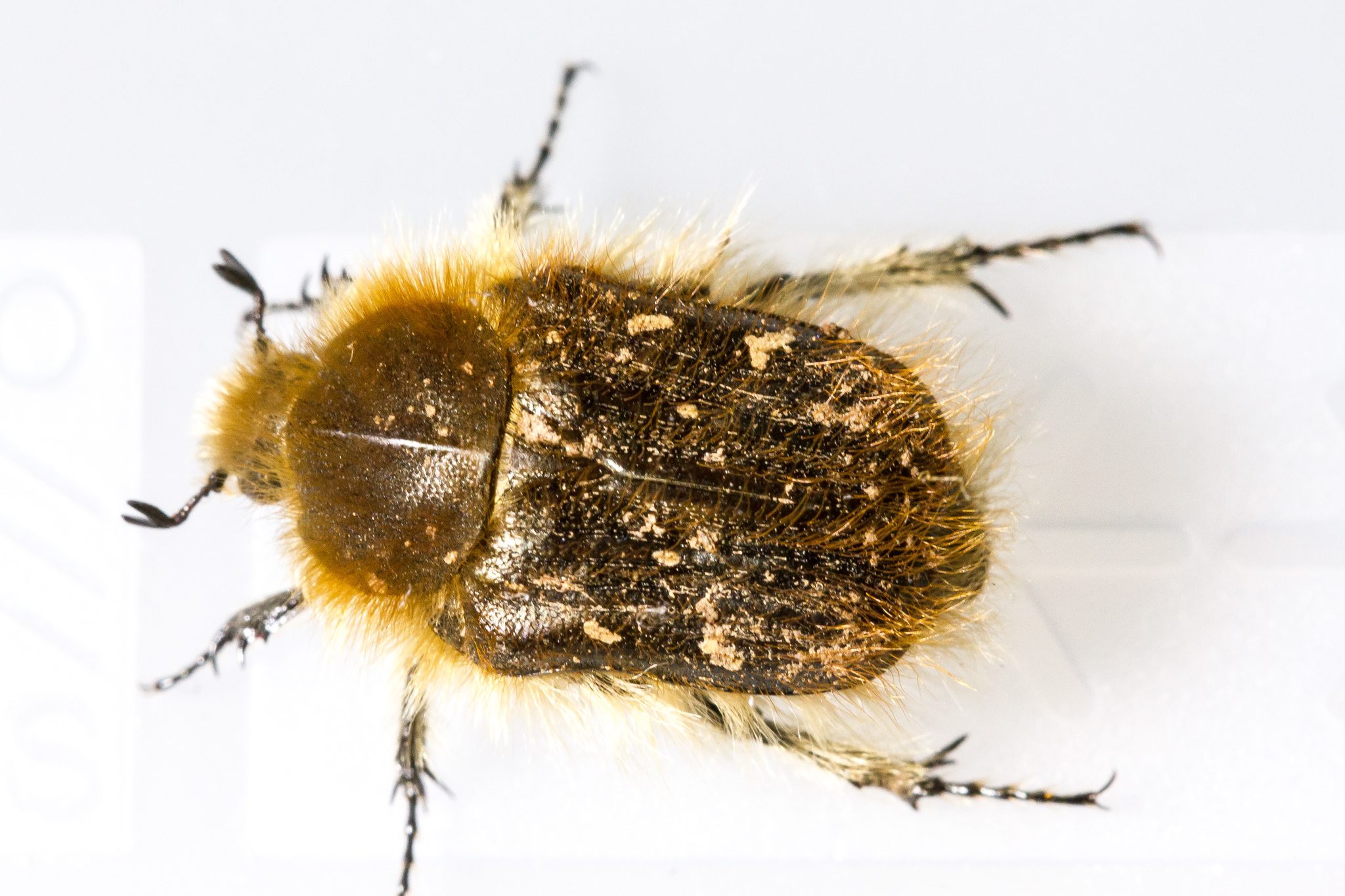 Tropinota hirta