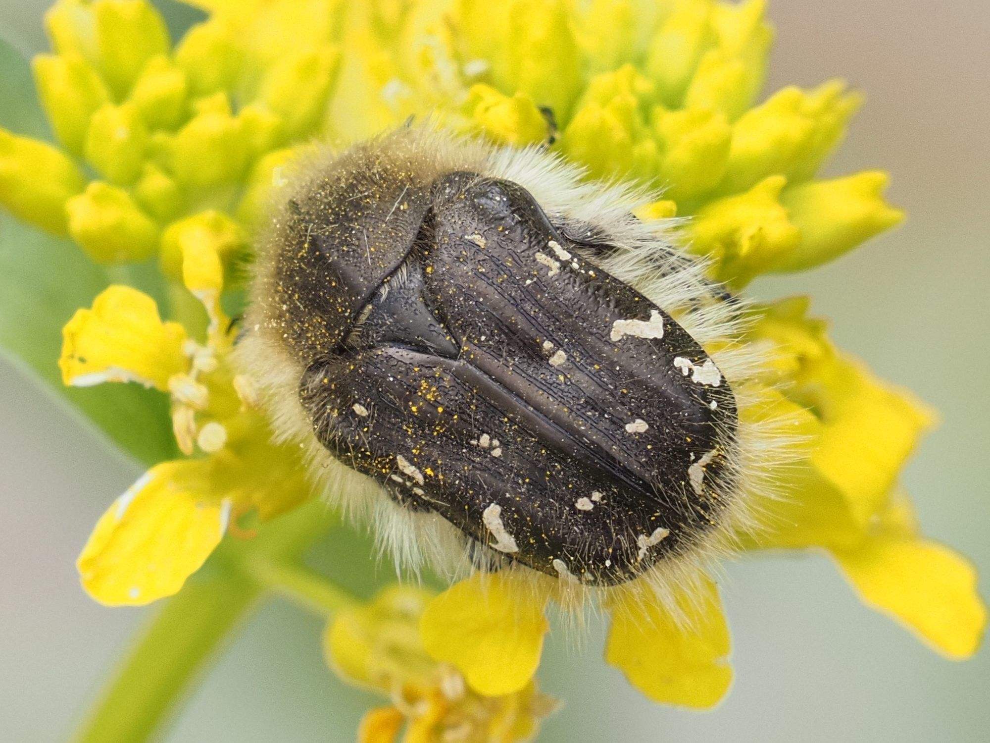 Tropinota hirta