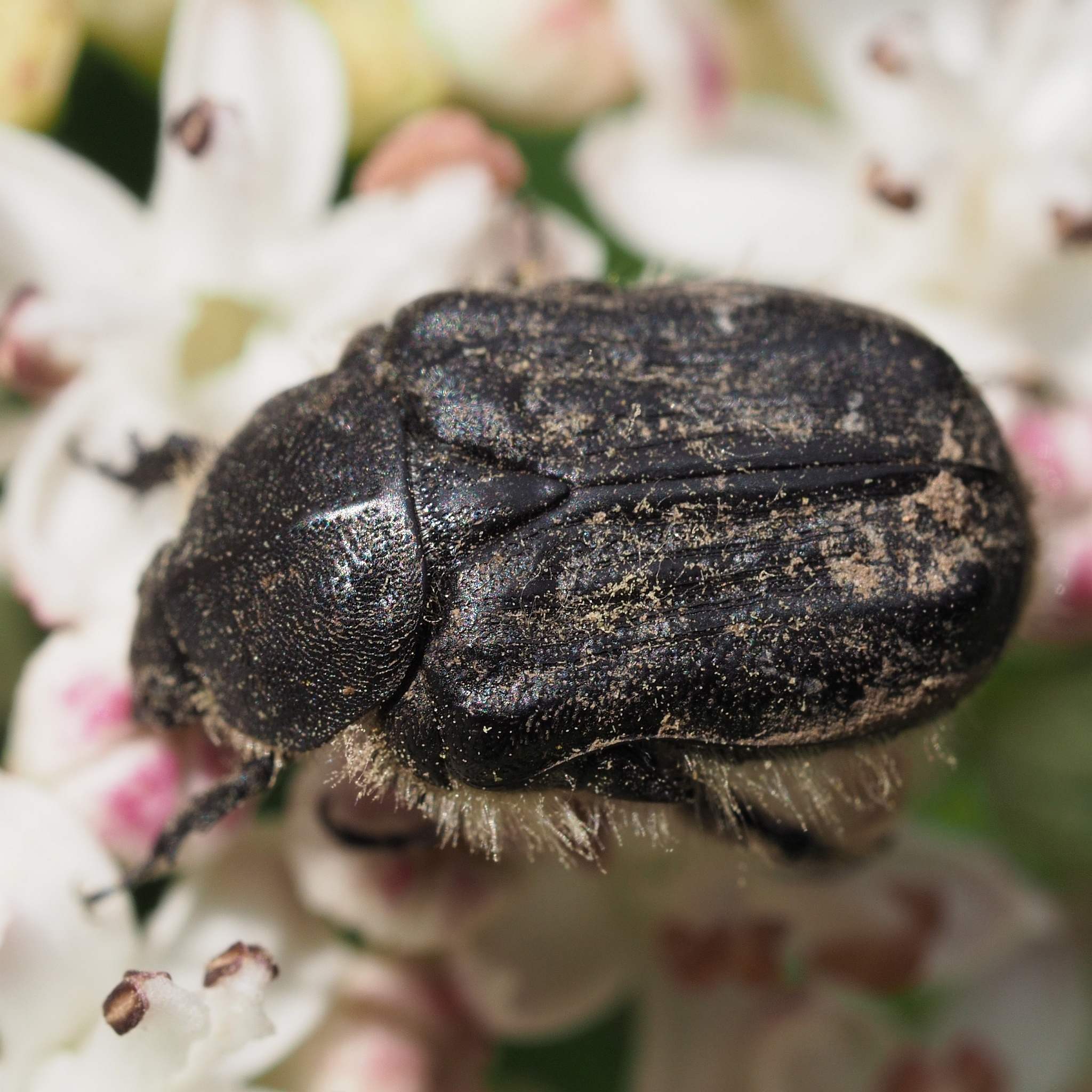 Tropinota hirta