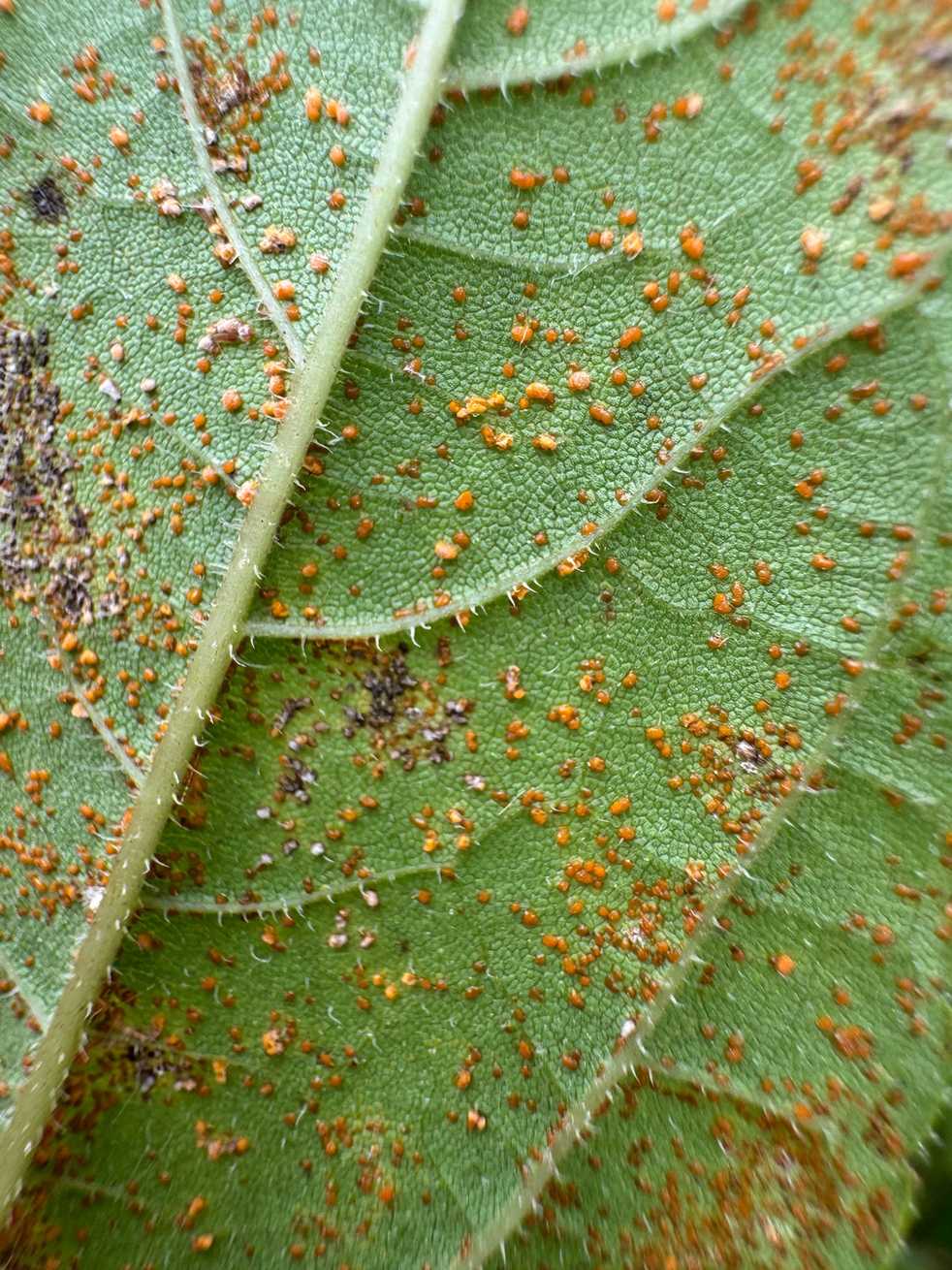 Coleosporium helianthi