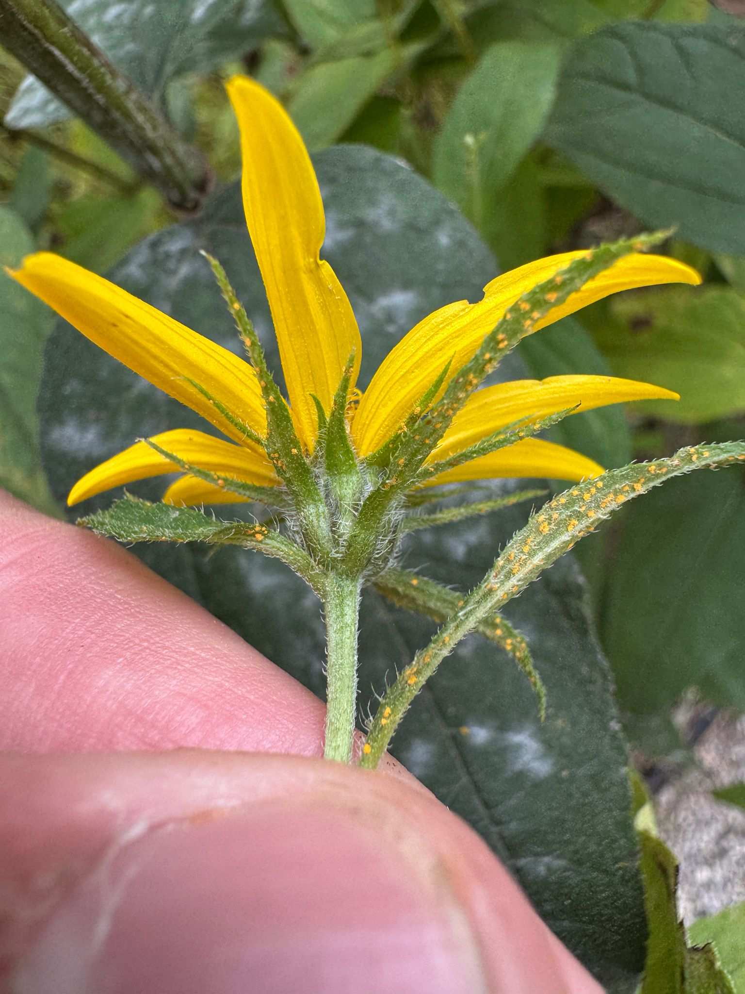 Coleosporium helianthi