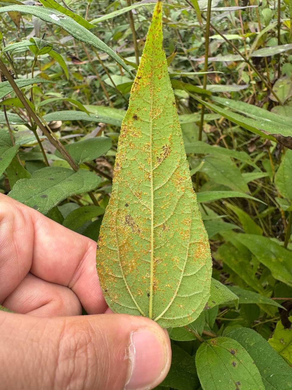 Coleosporium helianthi