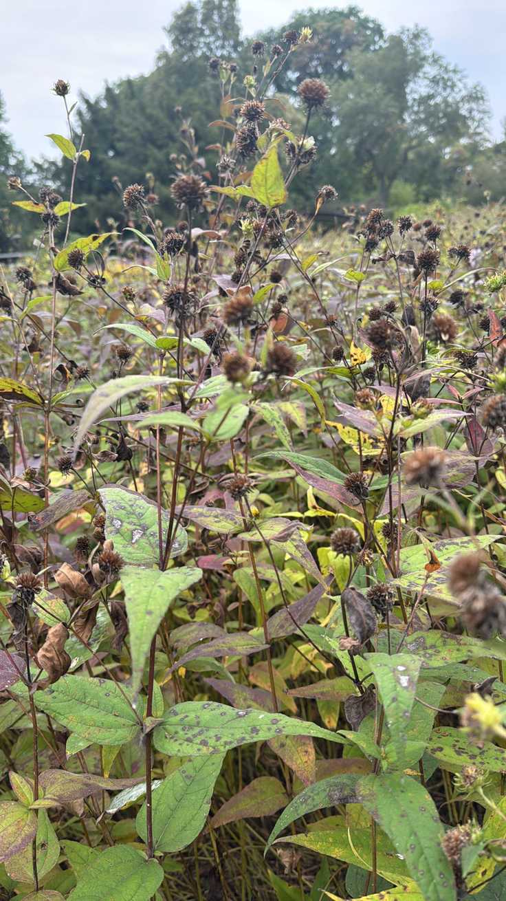 Coleosporium helianthi