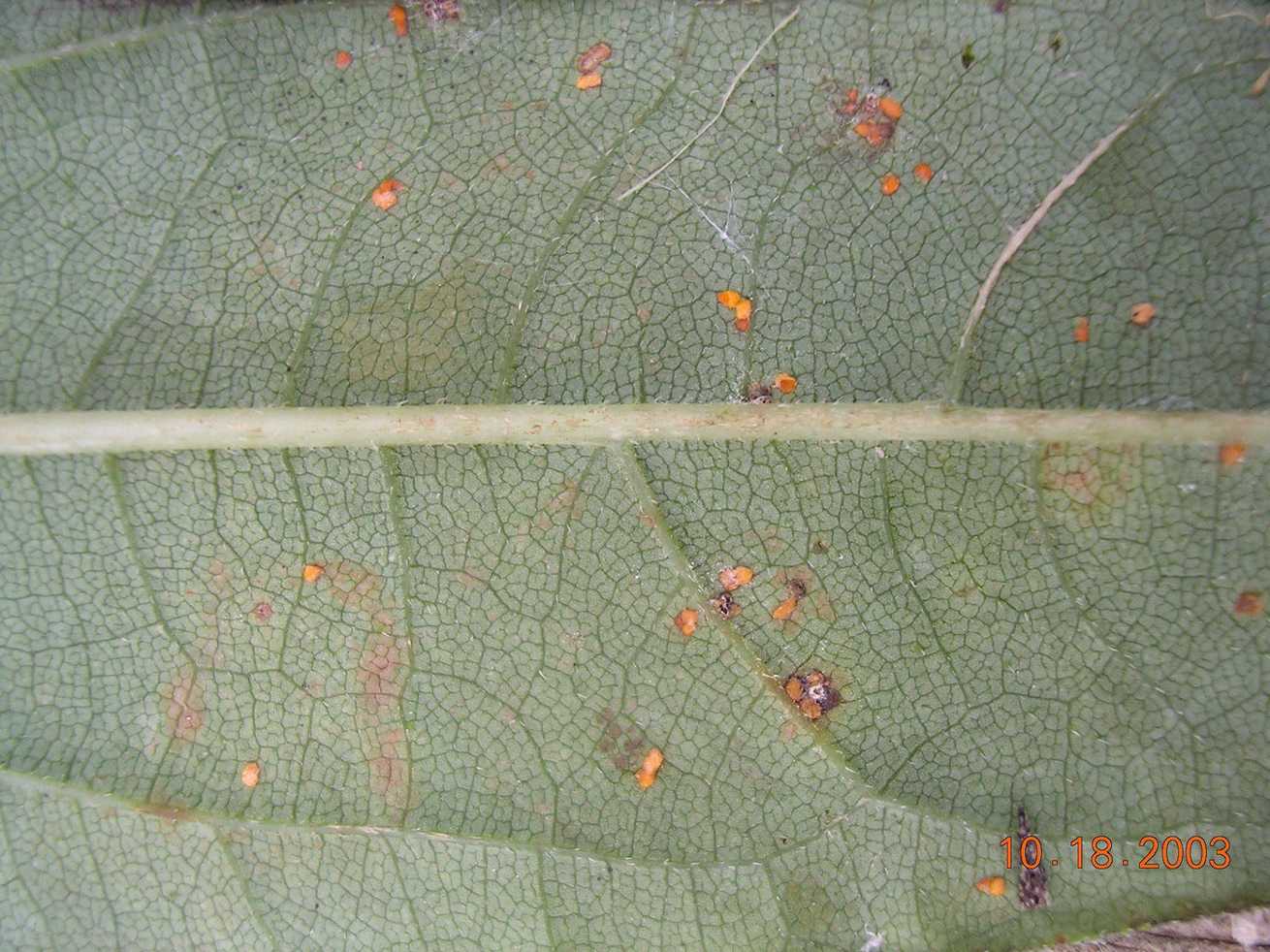 Coleosporium helianthi