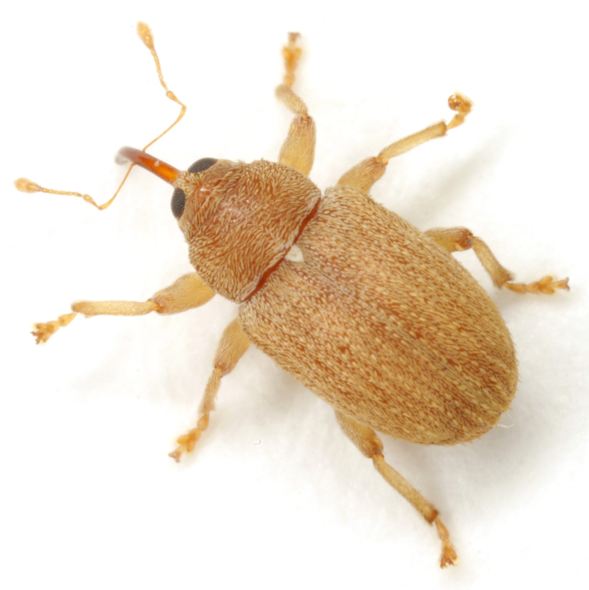 Lignyodes