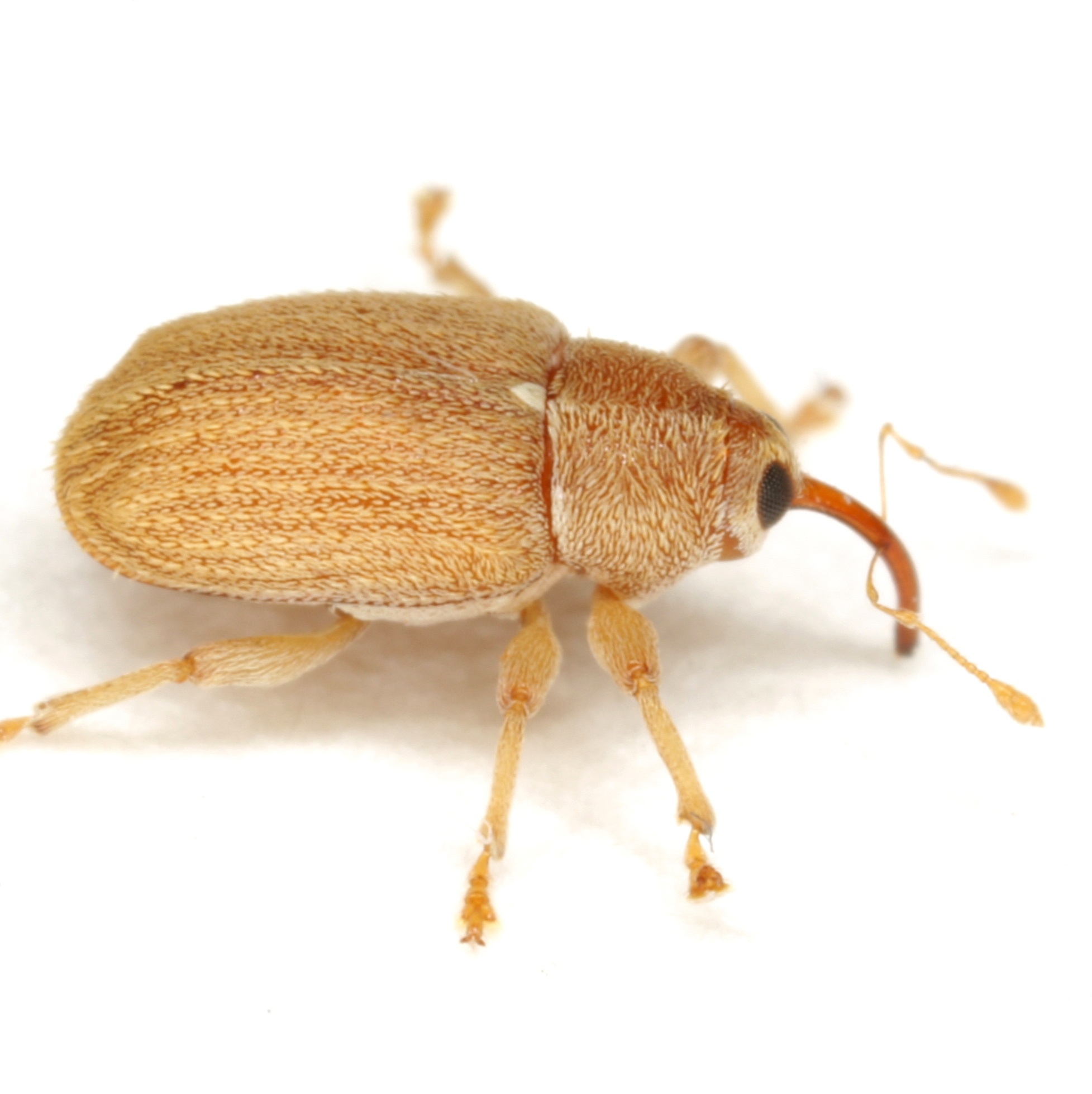 Lignyodes