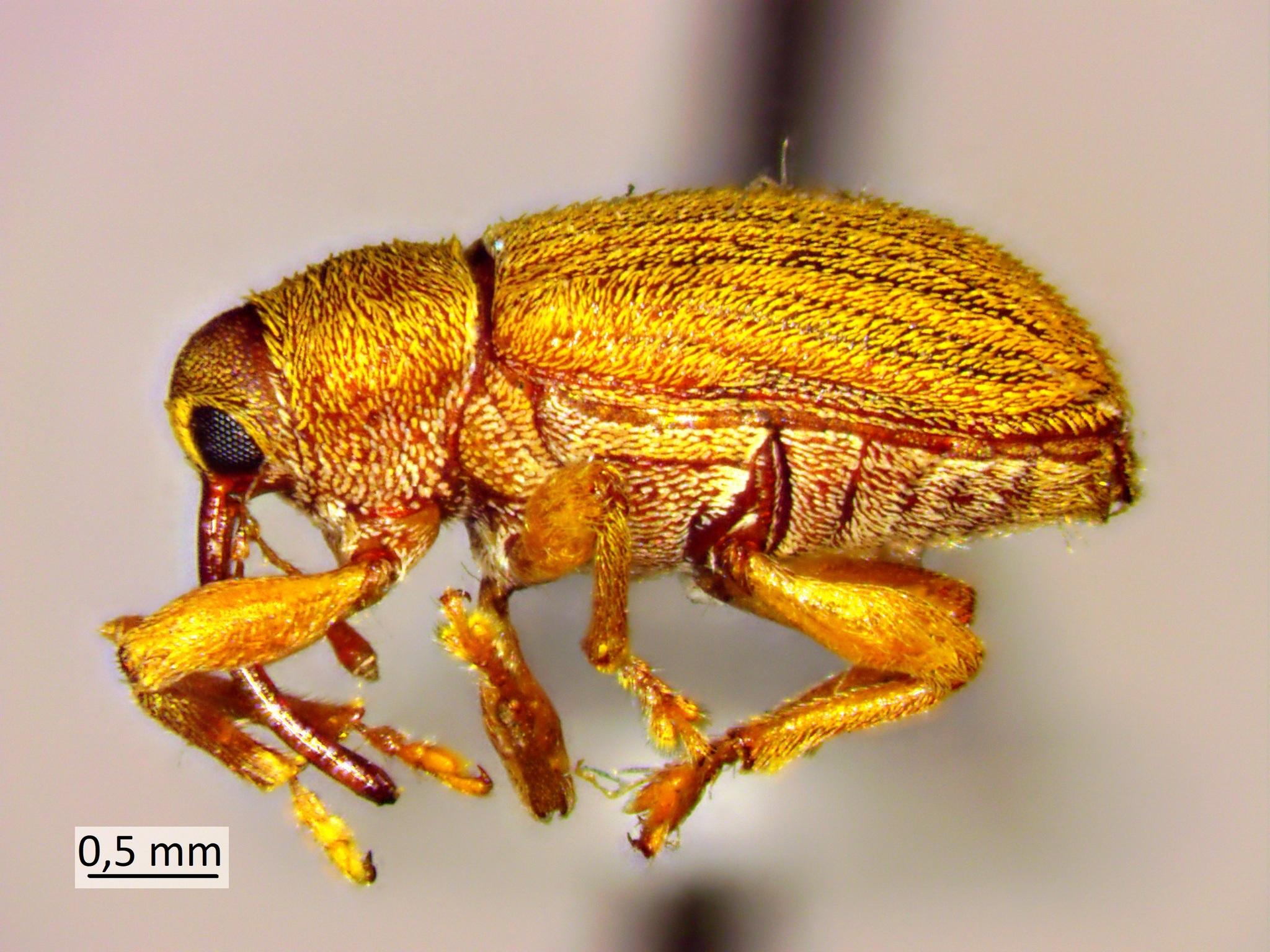 Lignyodes