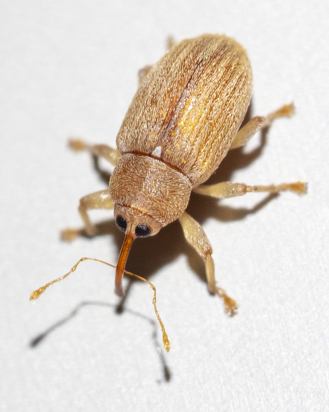 Lignyodes