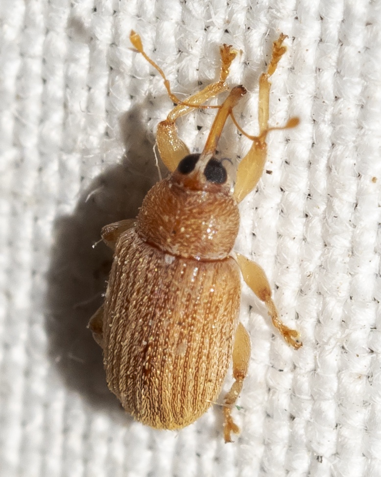Lignyodes