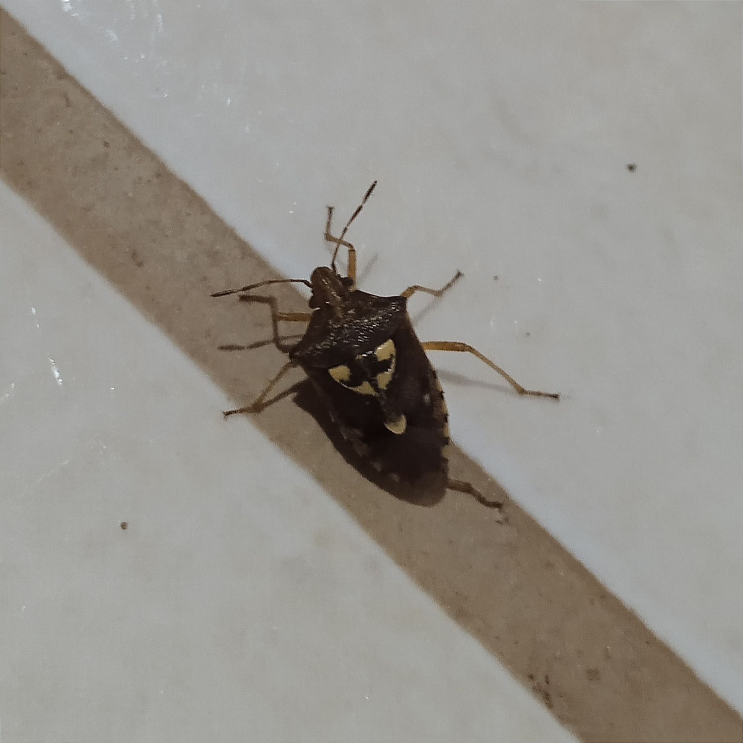 Oebalus poecilus