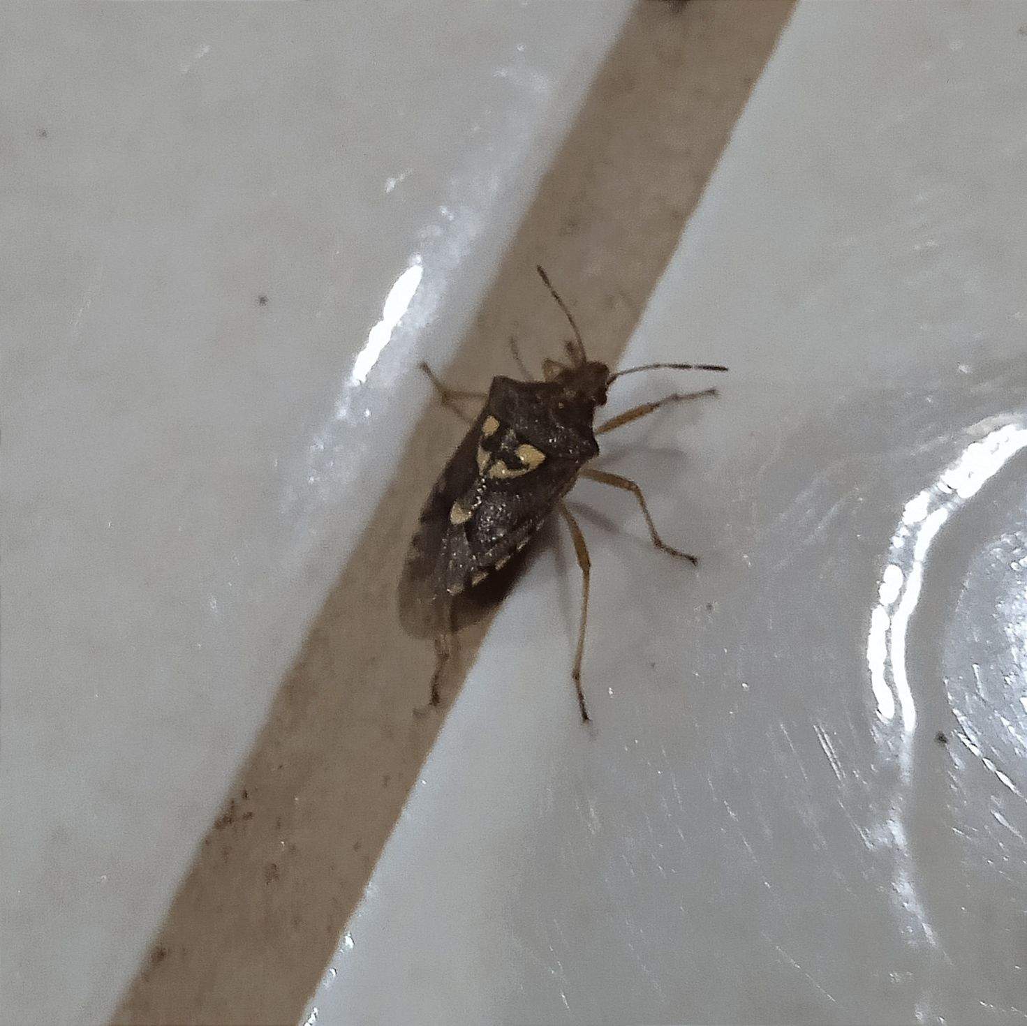 Oebalus poecilus