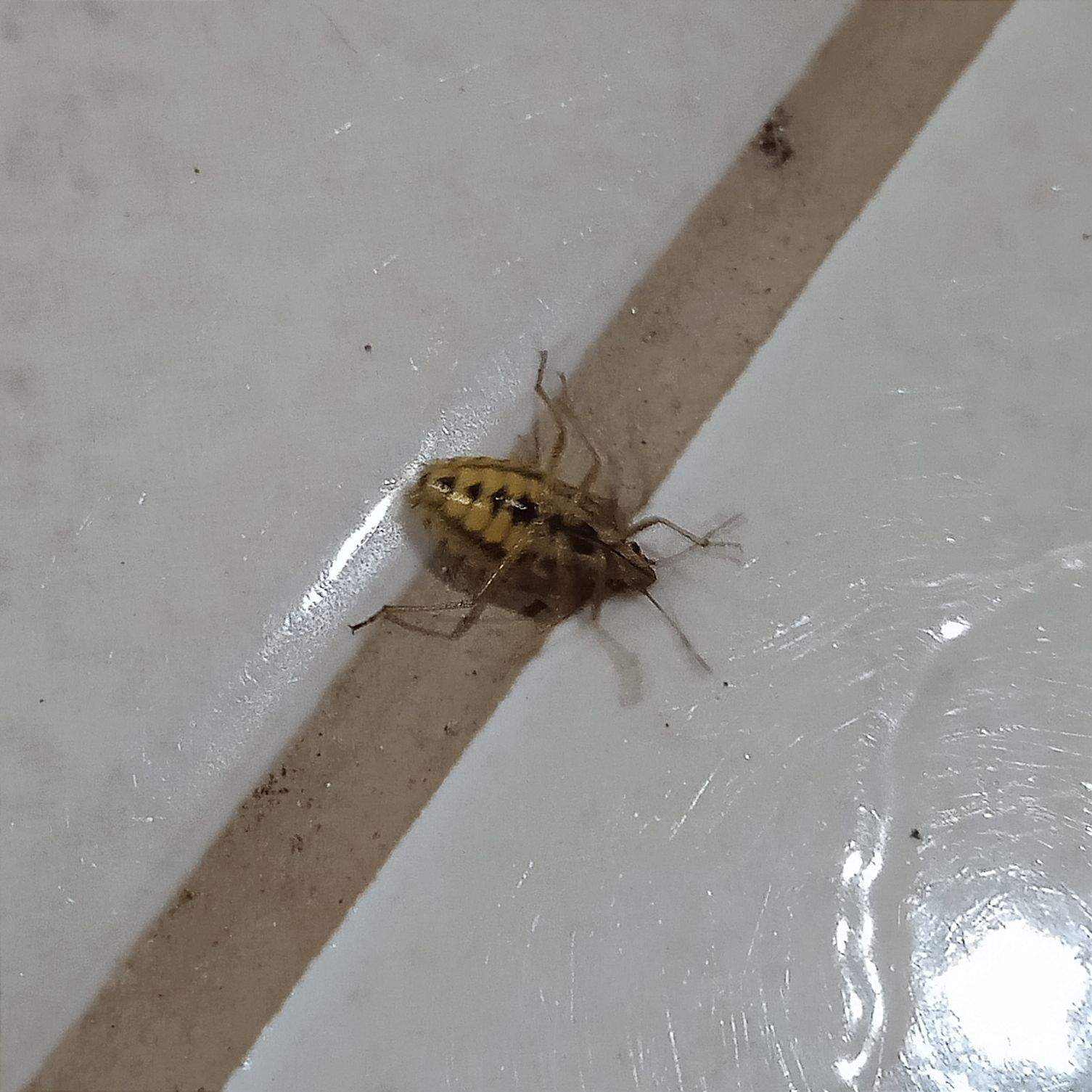 Oebalus poecilus