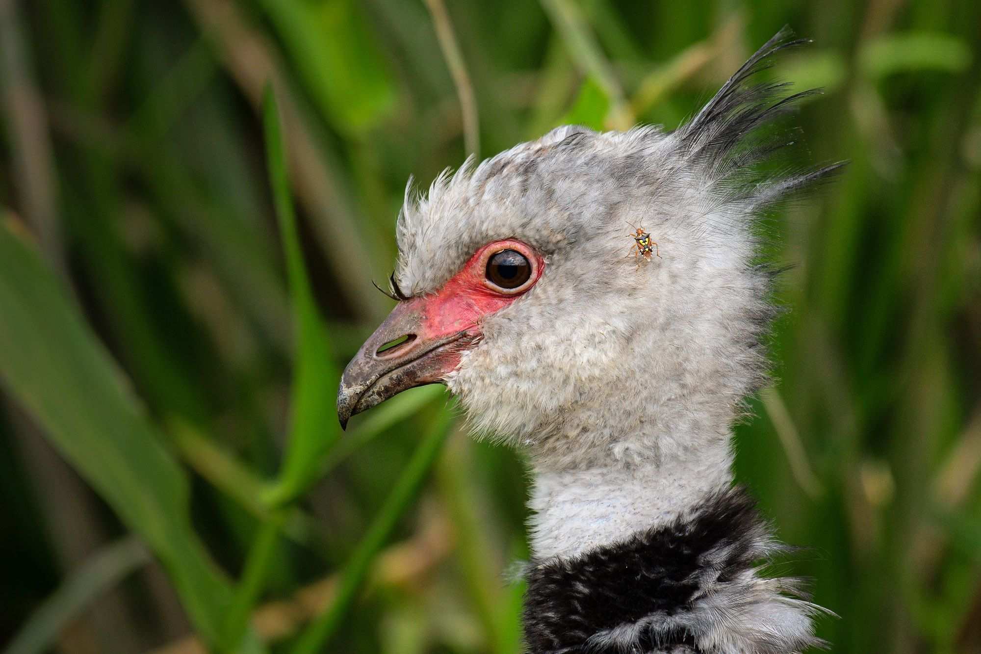 Oebalus poecilus