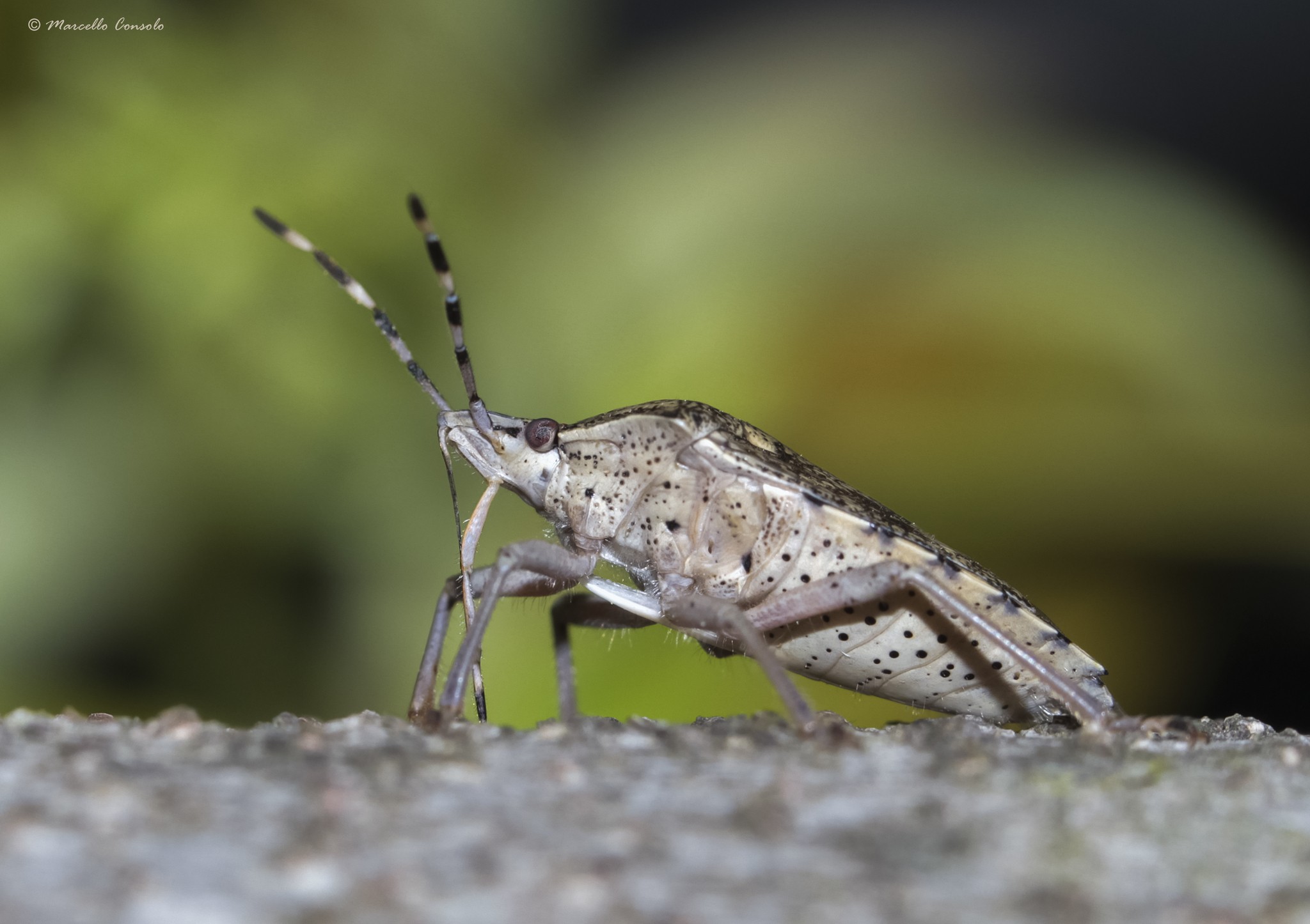 Rhaphigaster