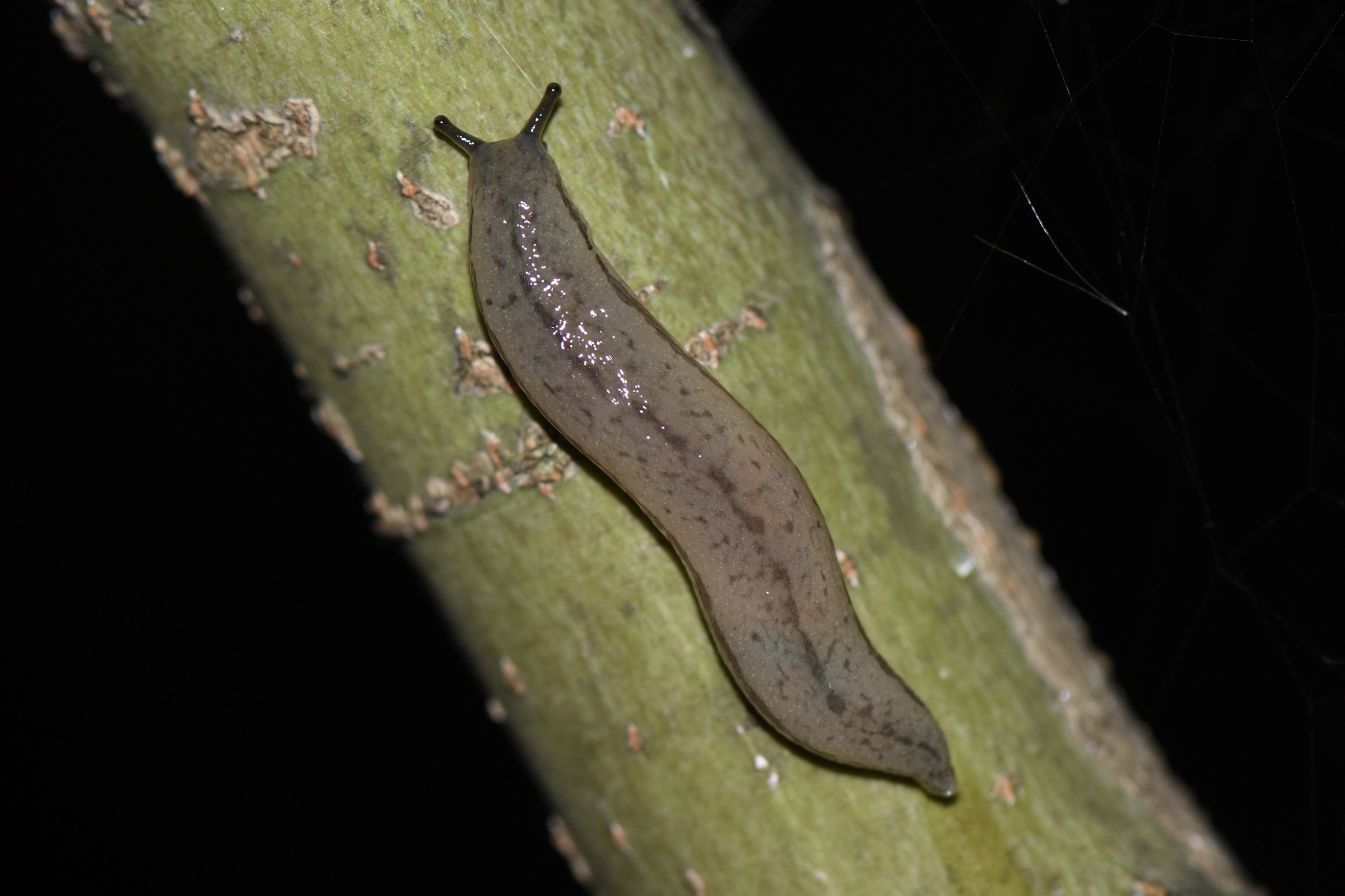 Meghimatium bilineatum