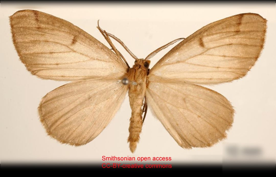 Nephodia panacea