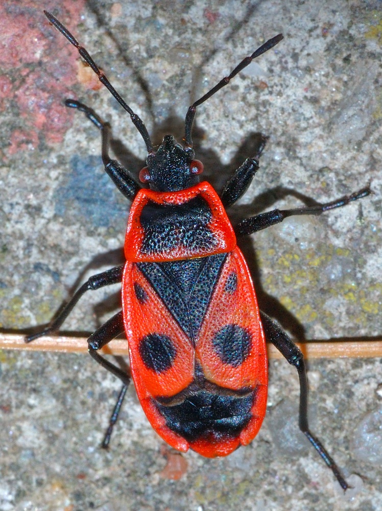 Pyrrhocoris apterus