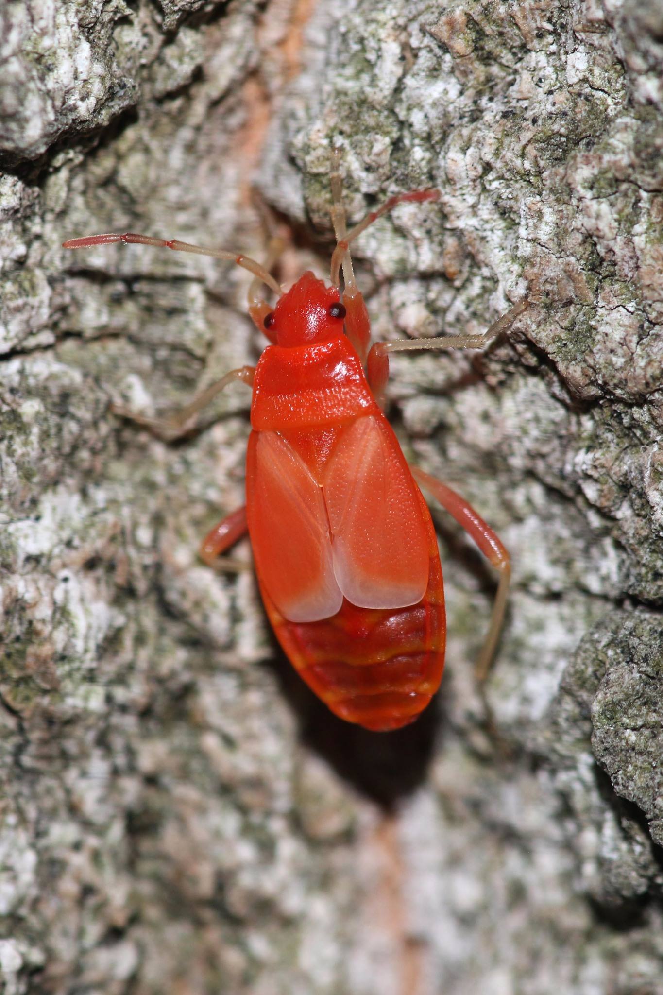 Pyrrhocoris apterus