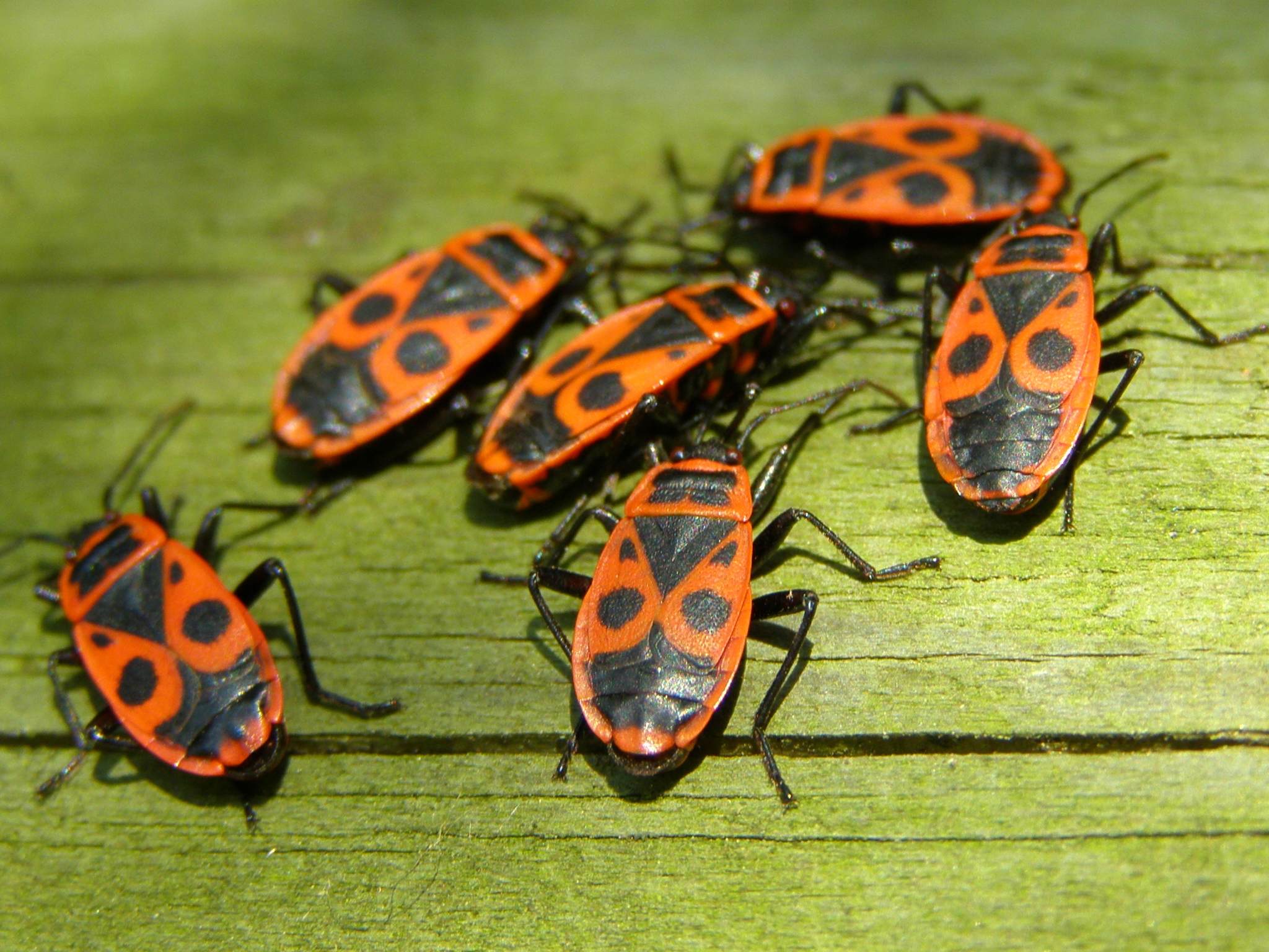 Pyrrhocoris apterus