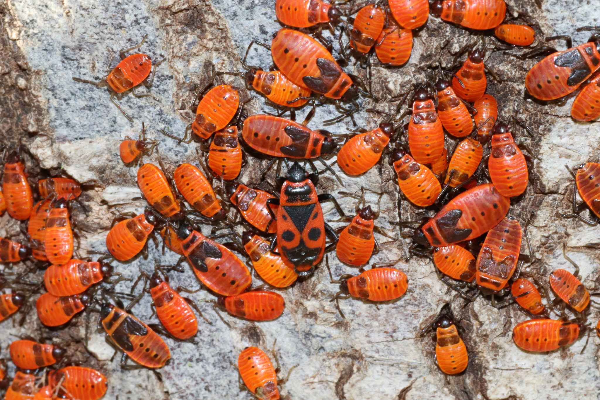 Pyrrhocoris apterus