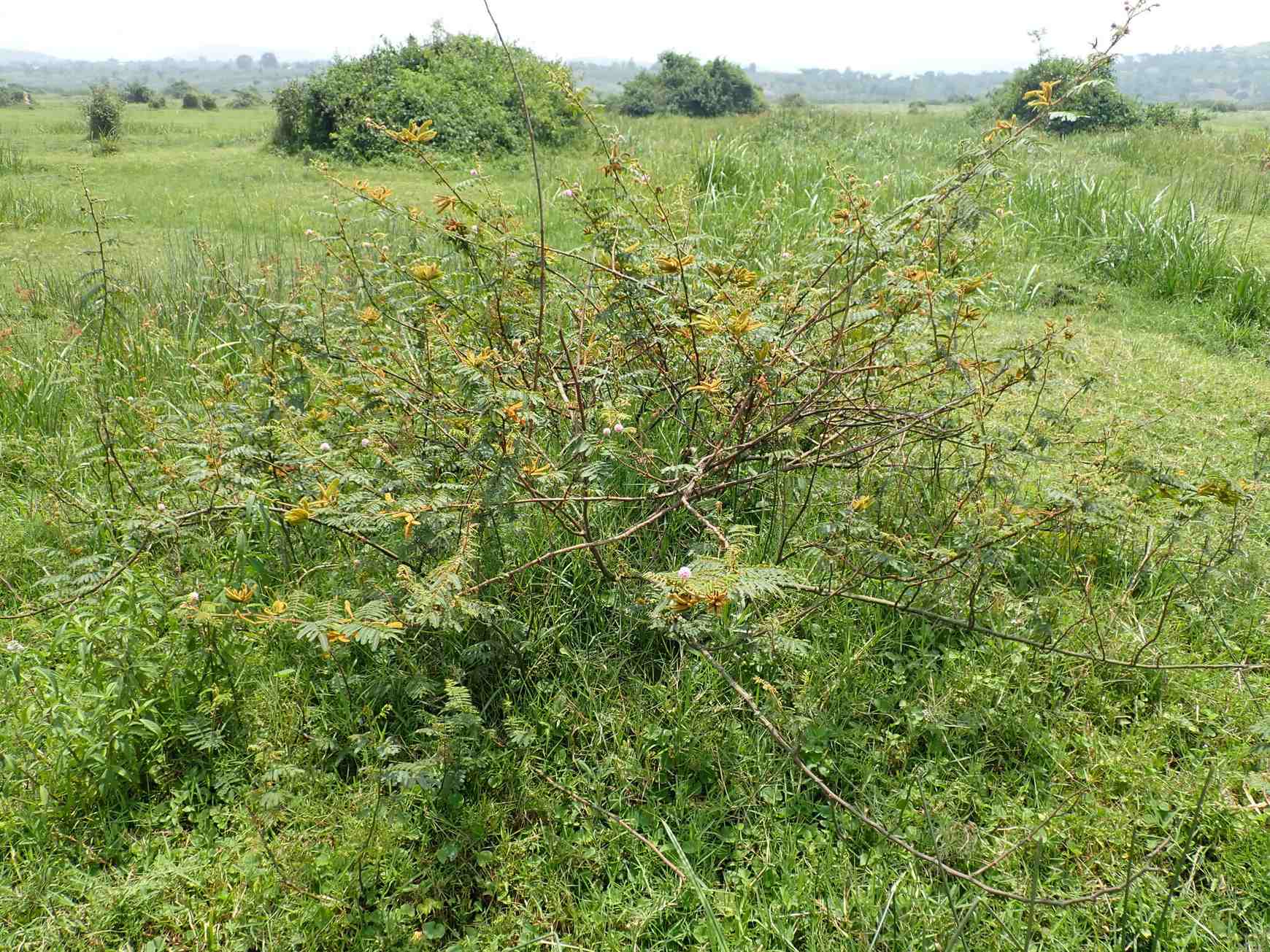 Mimosa pigra