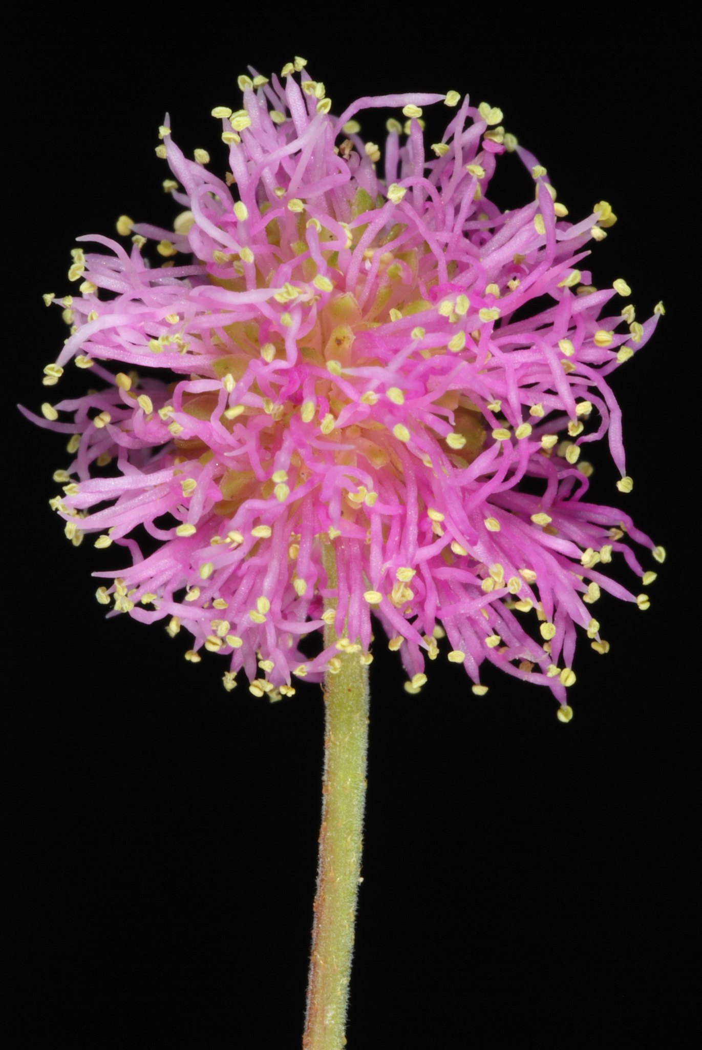 Mimosa pigra