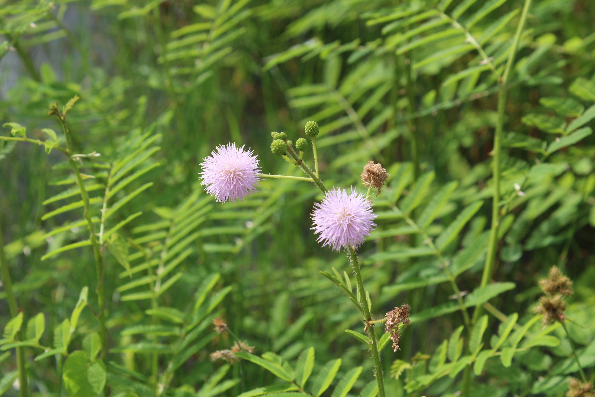 Mimosa pigra
