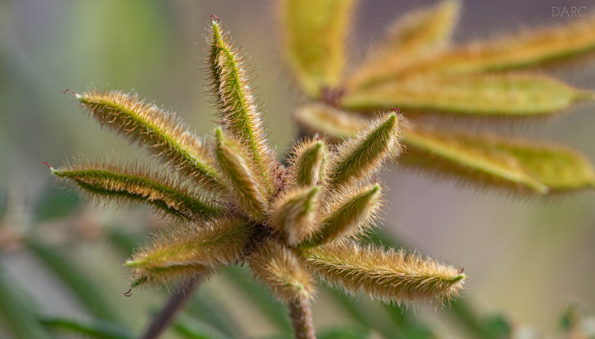 Mimosa pigra