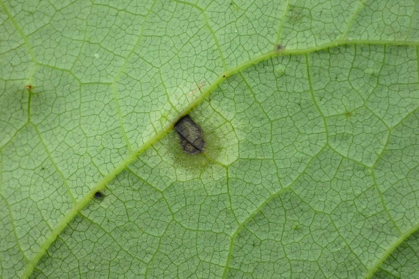 Asteromella
