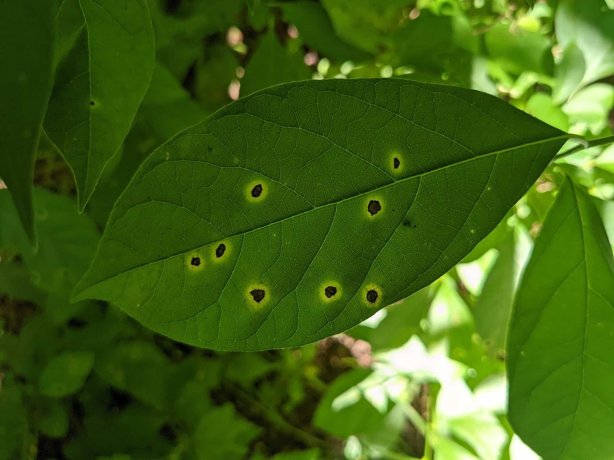 Asteromella