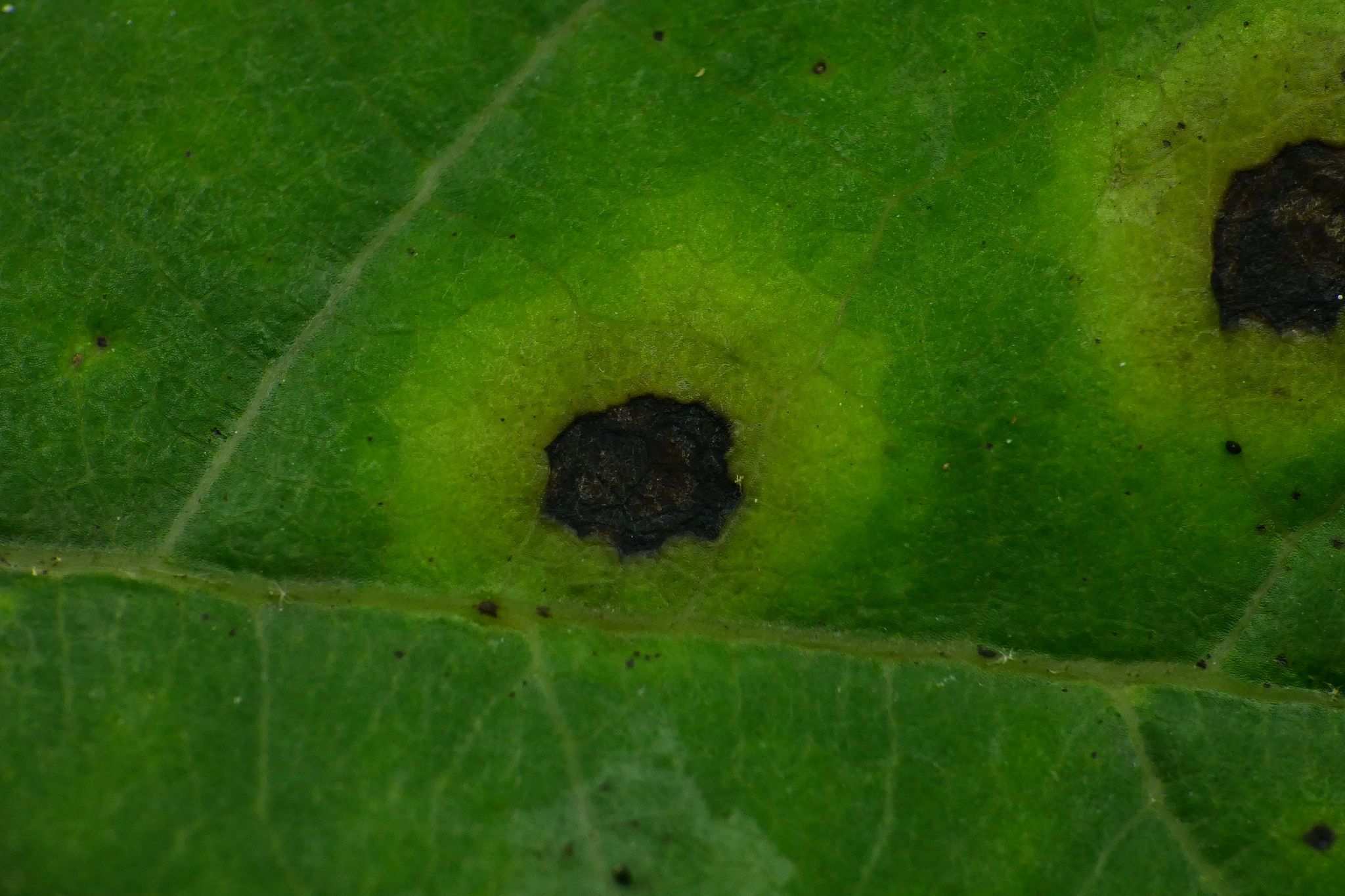 Asteromella