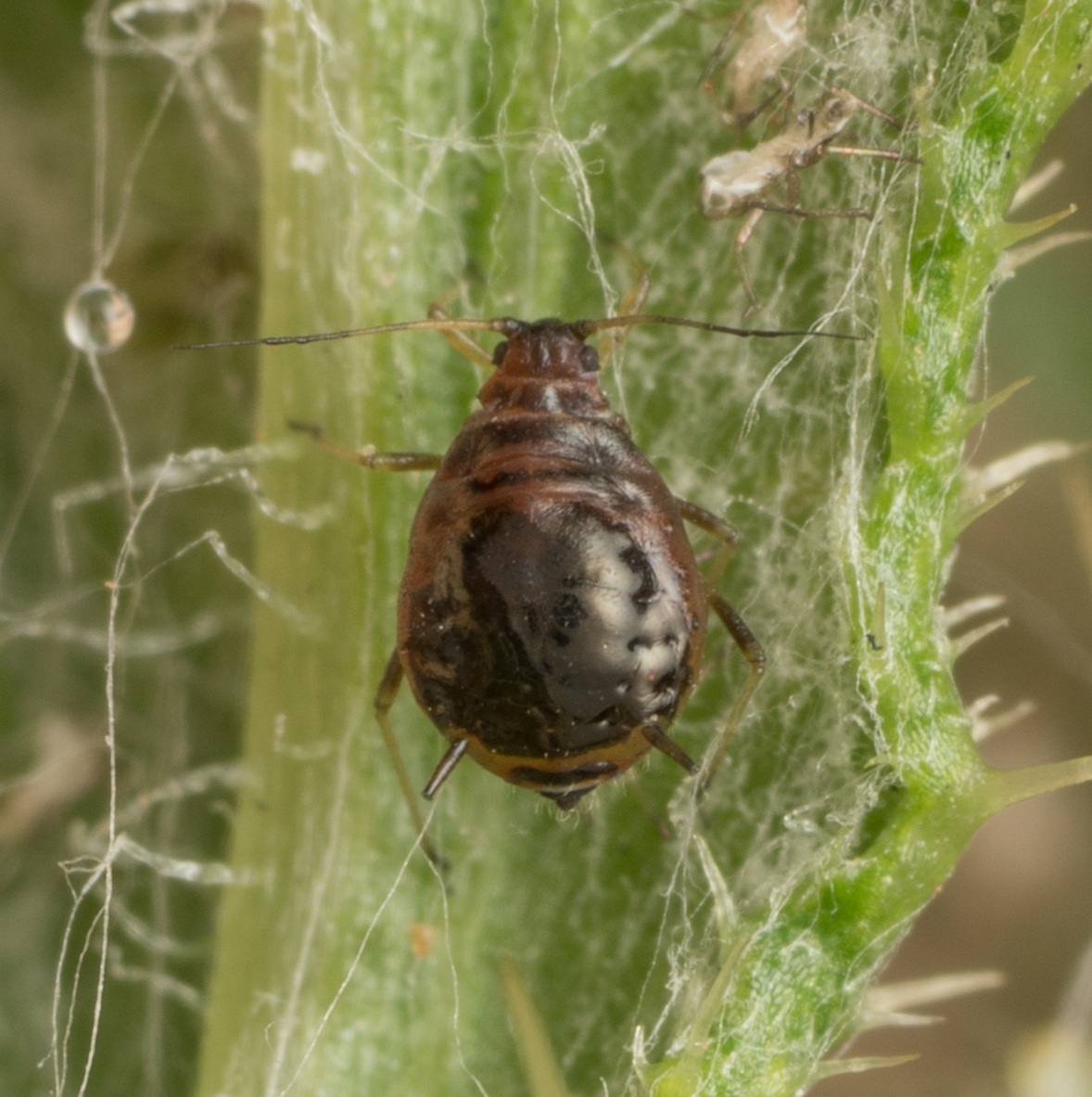 Brachycaudus cardui