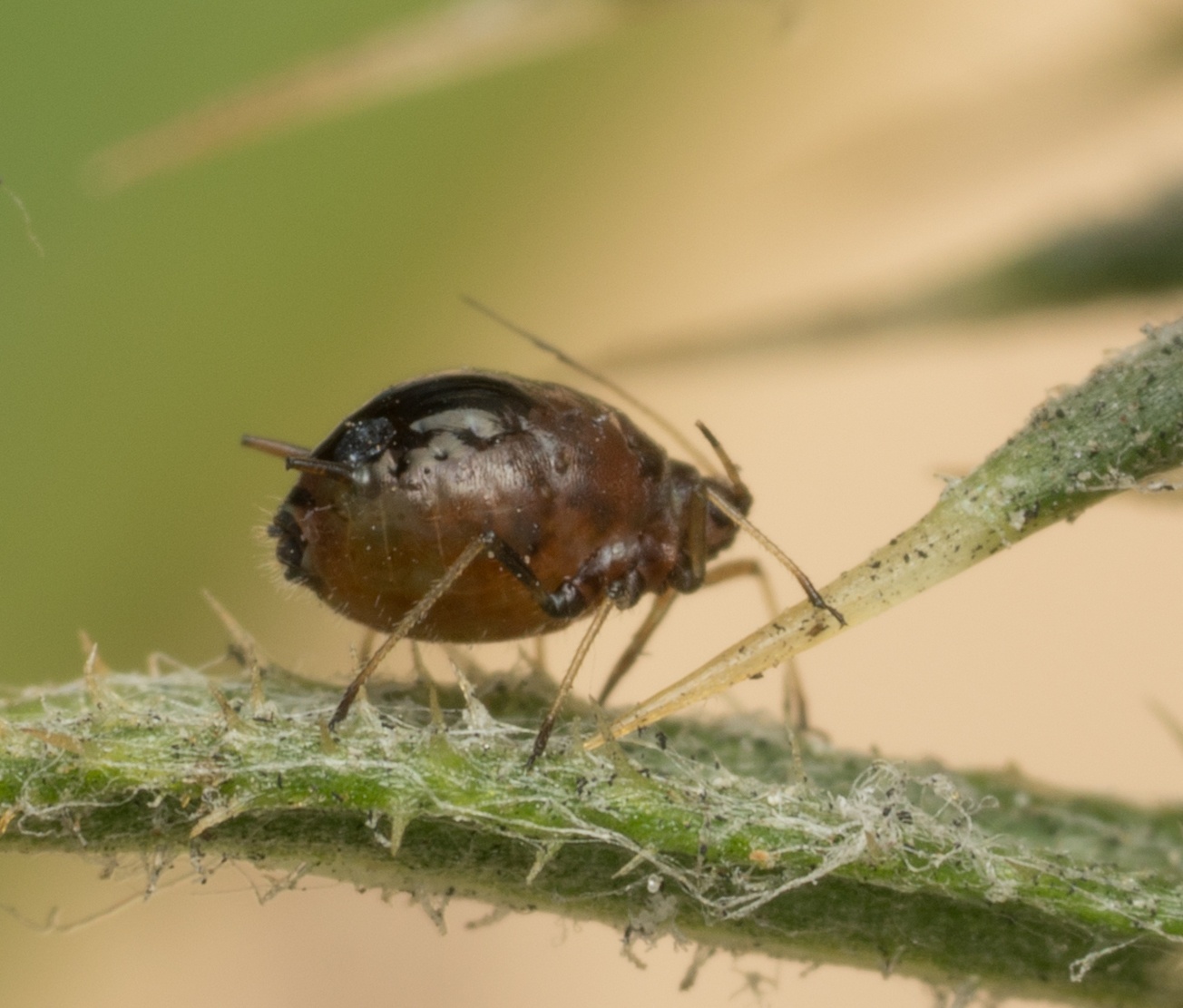 Brachycaudus cardui