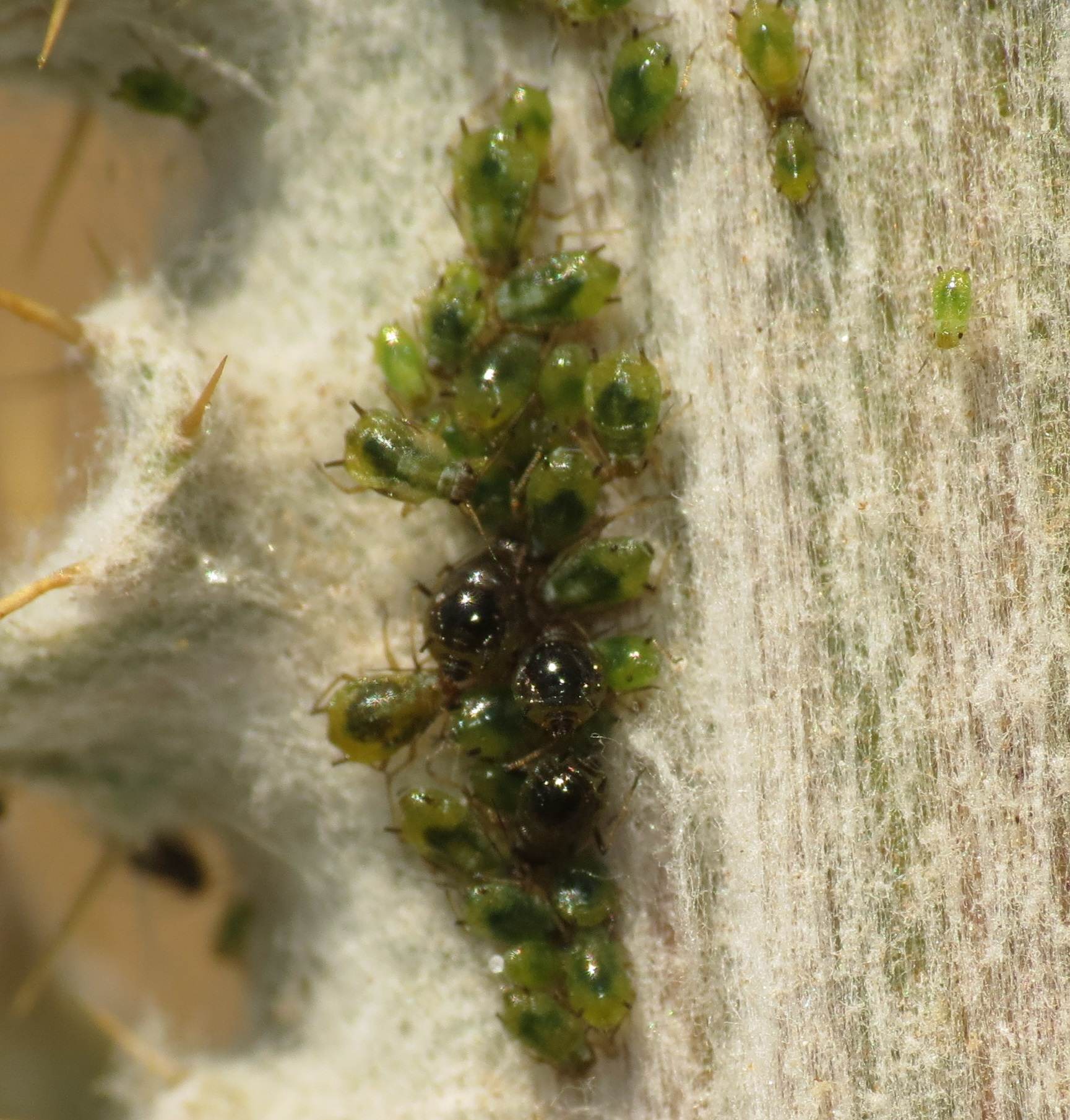 Brachycaudus cardui