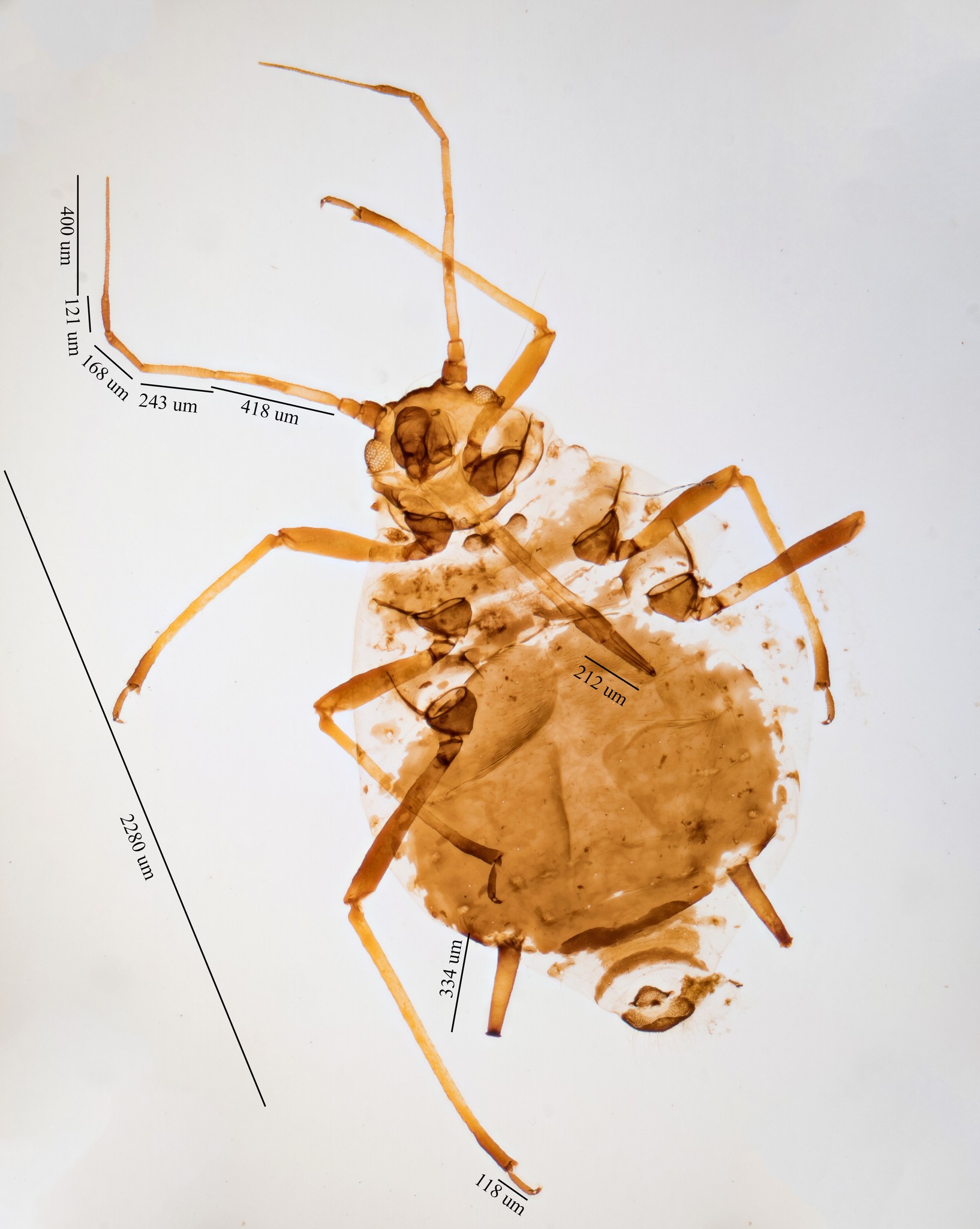 Brachycaudus cardui