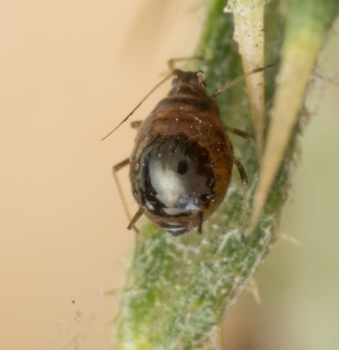 Brachycaudus cardui