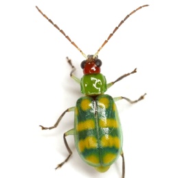 Diabrotica balteata