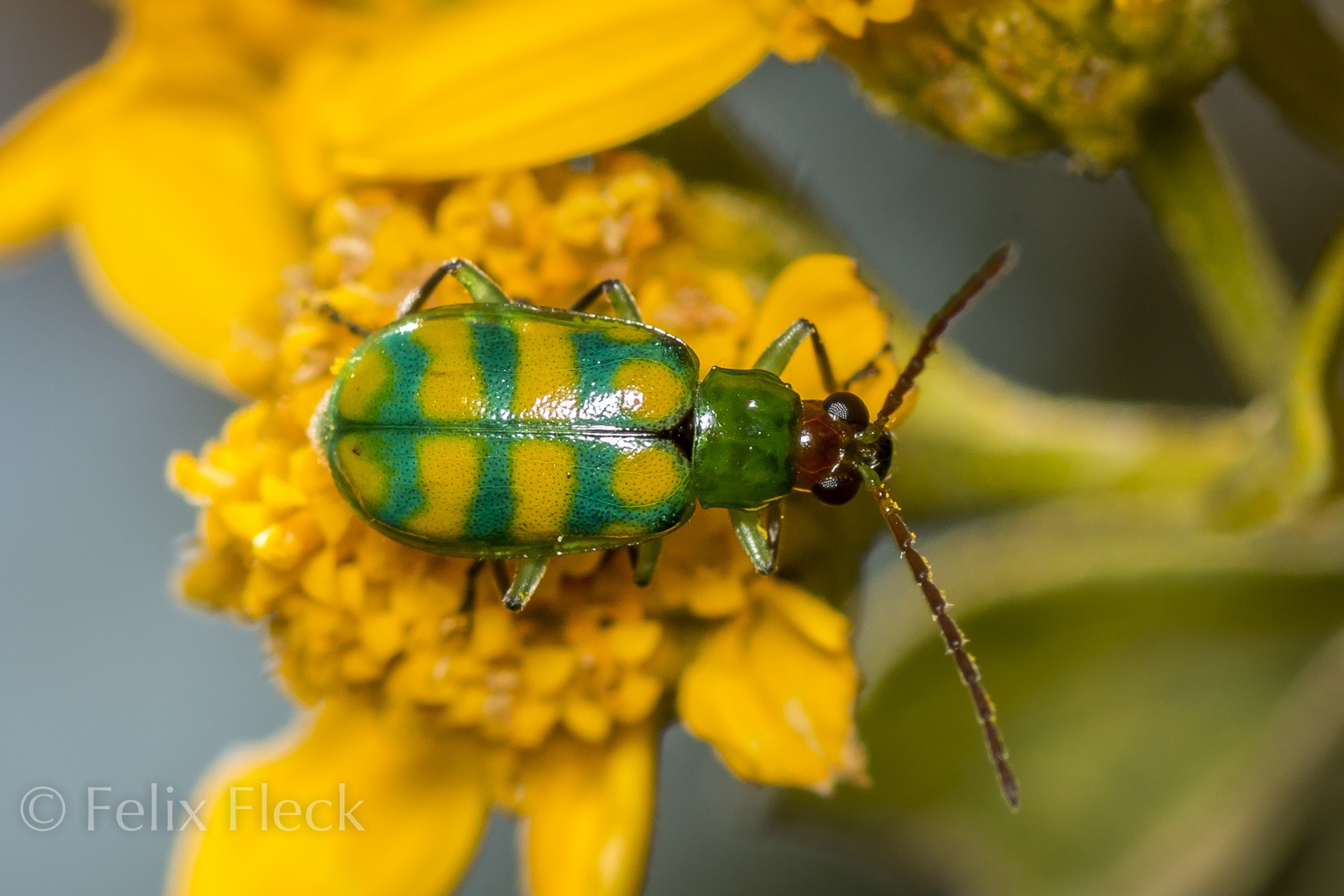 Diabrotica balteata