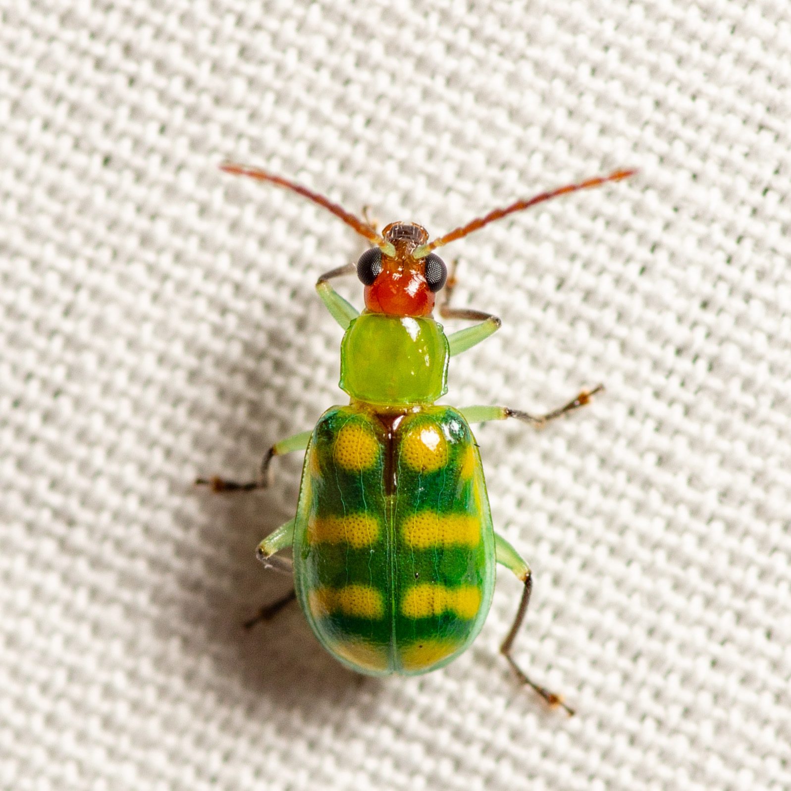 Diabrotica balteata