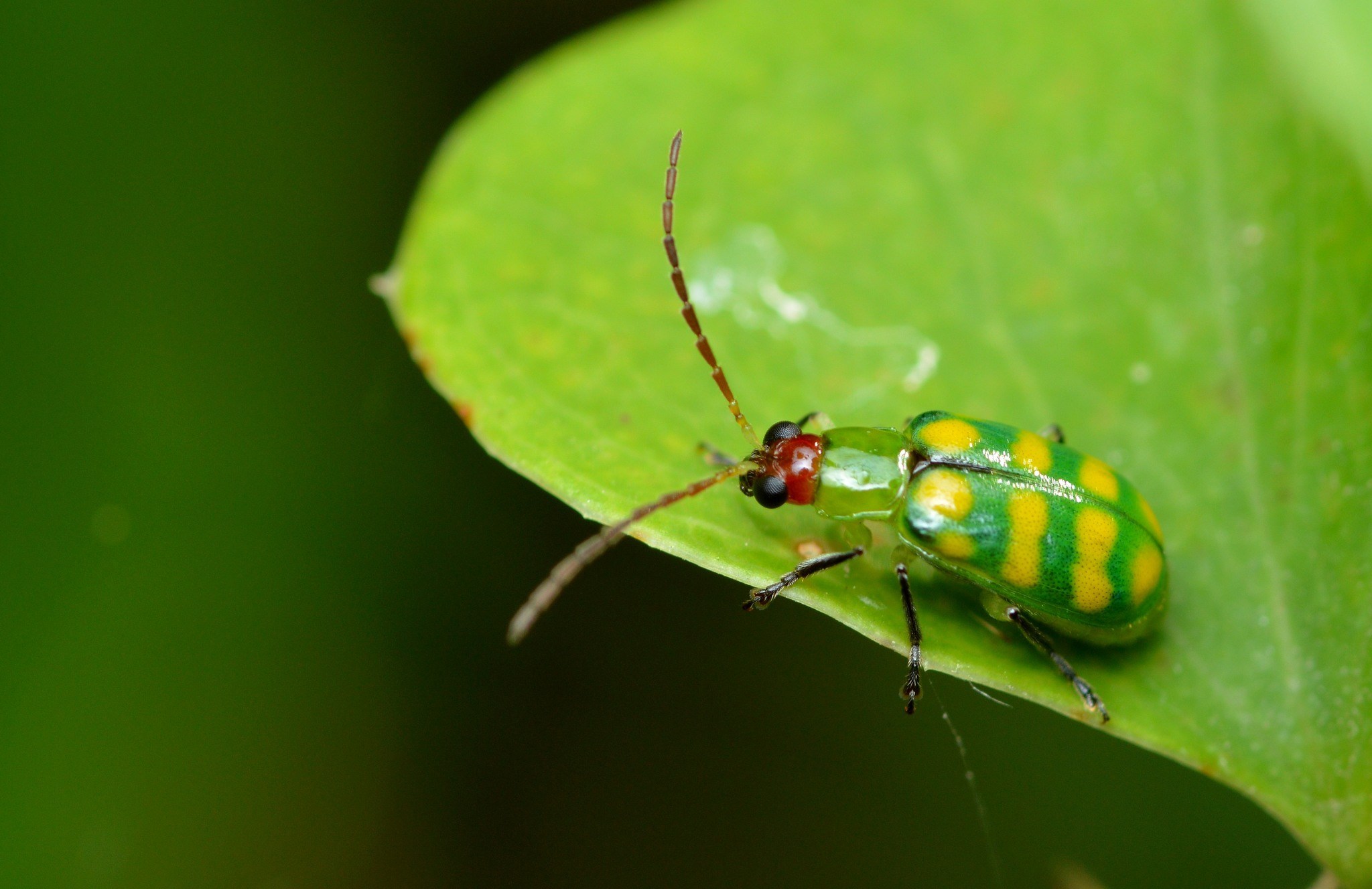 Diabrotica balteata