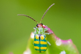 Diabrotica balteata