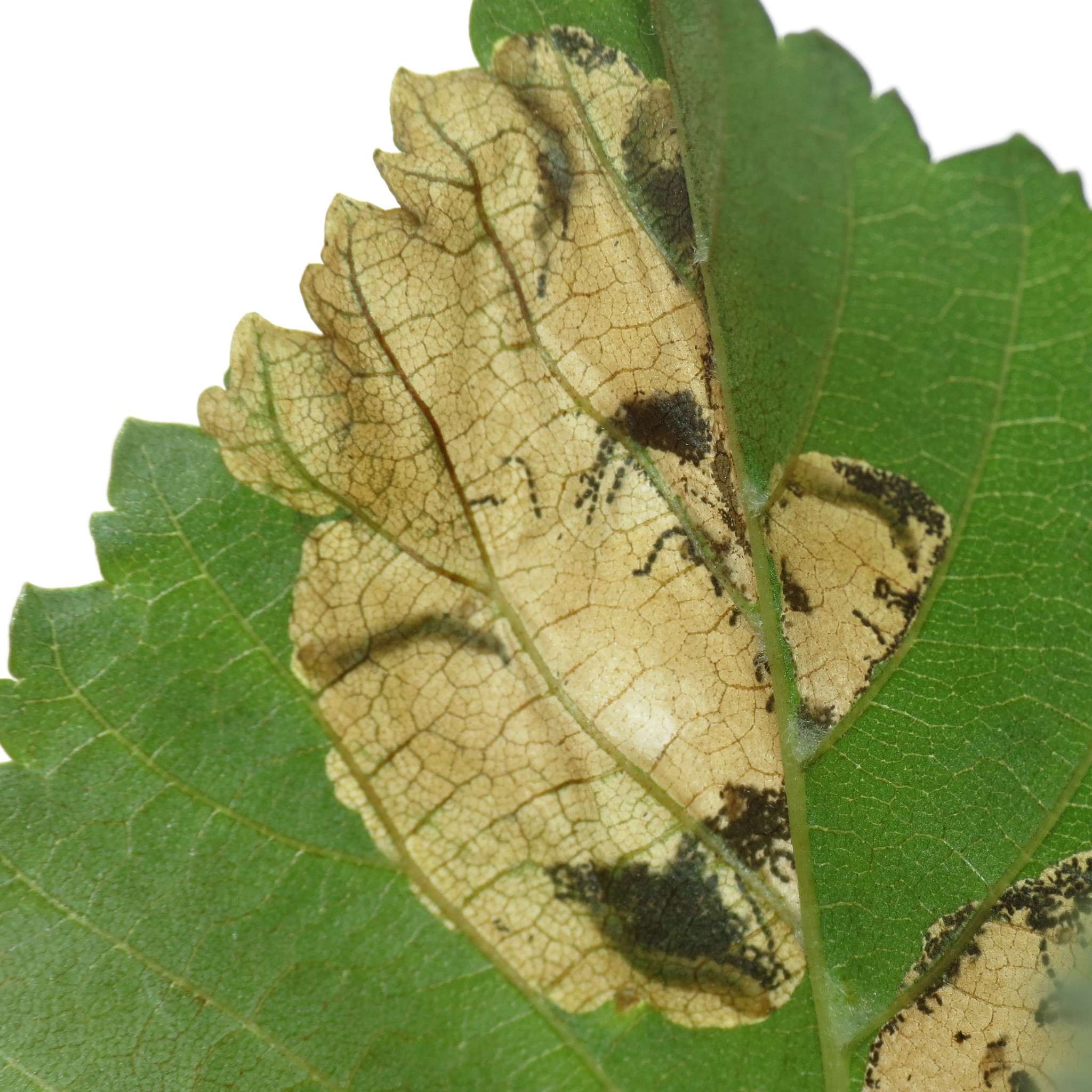 Dolerus