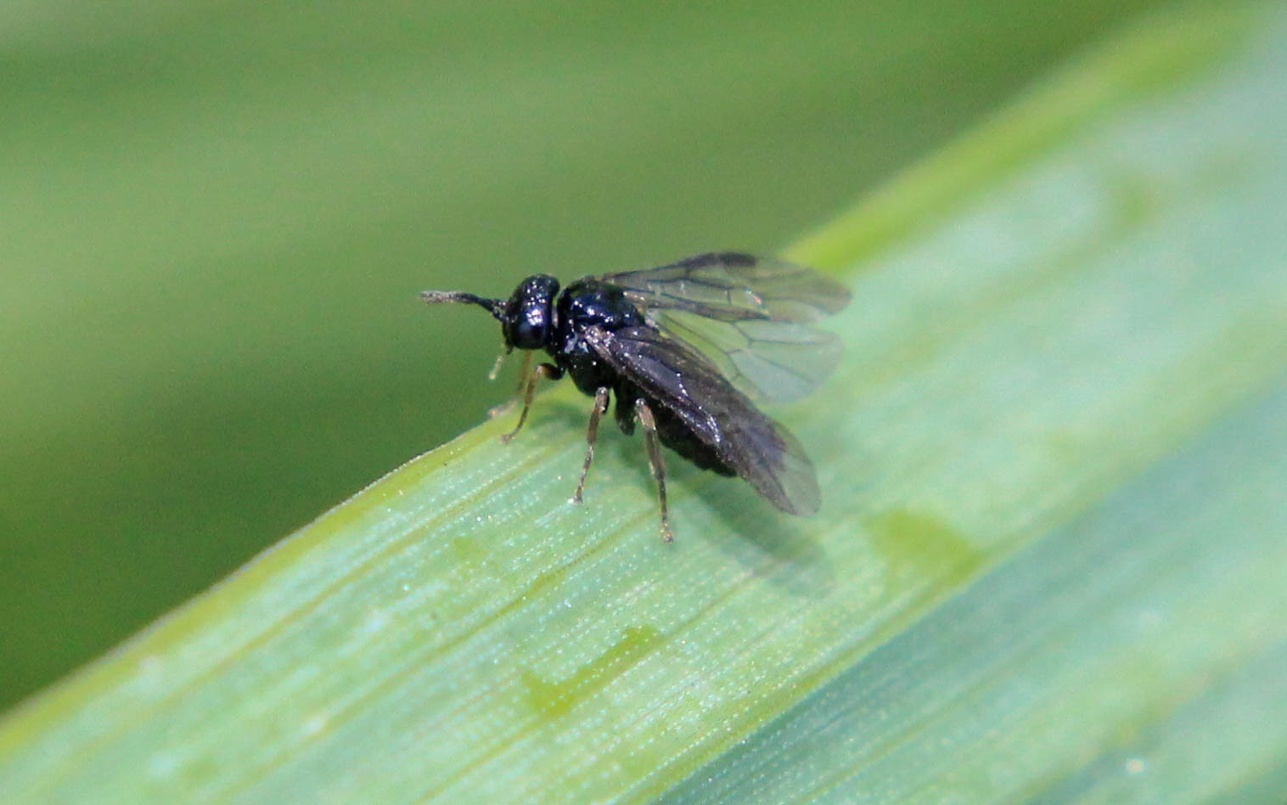 Dolerus