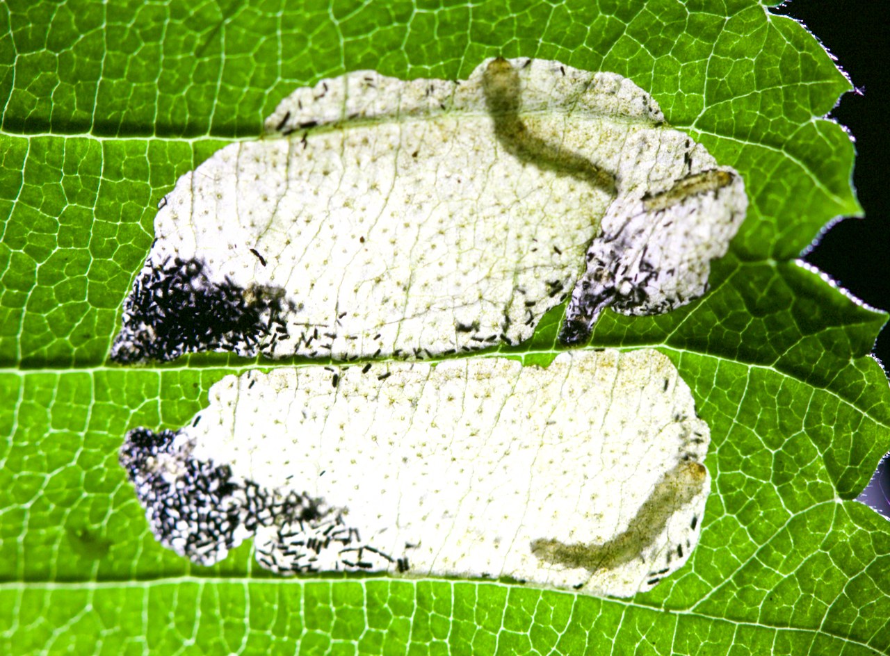 Dolerus