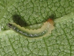 Dolerus