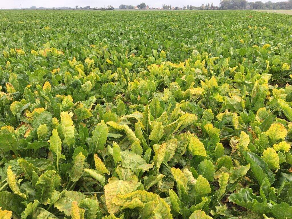 Beet yellows virus