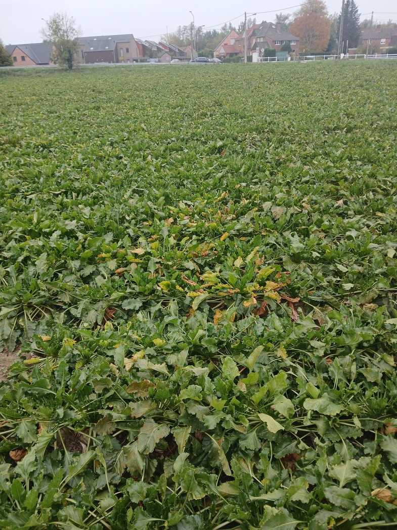 Beet yellows virus
